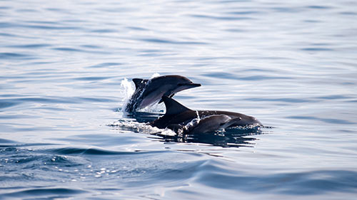 Dolphins Jumping